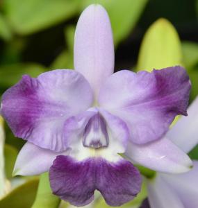 Cattleya Cariad's Mini-Quinee