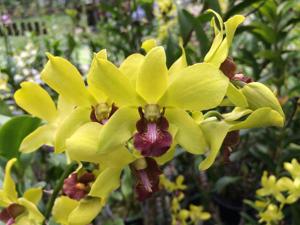 Dendrobium Thongchai Gold