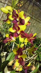 Dendrobium Thongchai Gold