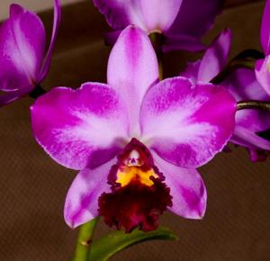 Rhyncholaeliocattleya Creation