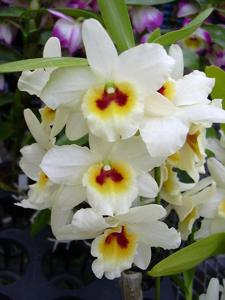 Dendrobium Sunny Gold