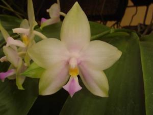 Phalaenopsis Buena Jewel