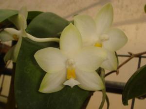 Phalaenopsis Buena Jewel