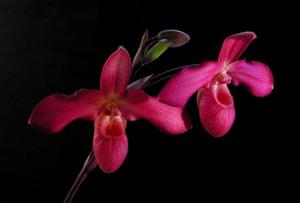 Phragmipedium Andean Fire