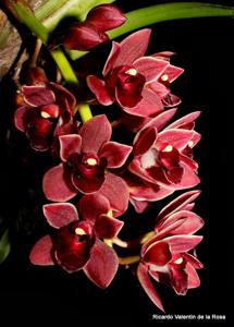 Cymbidium Dorothy Stockstill