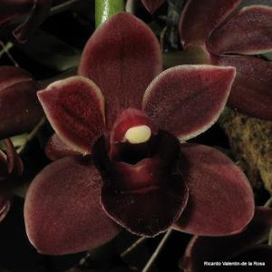 Cymbidium Dorothy Stockstill