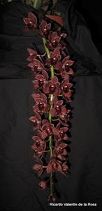 Cymbidium Dorothy Stockstill