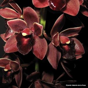 Cymbidium Dorothy Stockstill