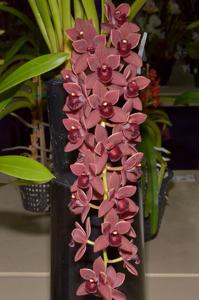 Cymbidium Dorothy Stockstill