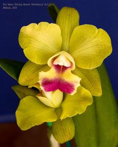 Rhyncholaeliocattleya Memoria Shirley Moore