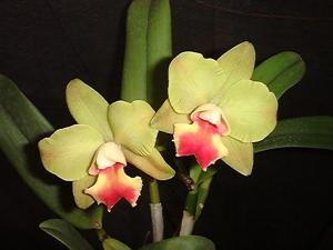 Rhyncholaeliocattleya Memoria Shirley Moore