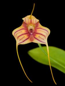 Masdevallia Pichincha