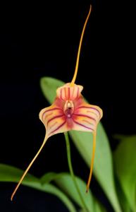 Masdevallia Pichincha