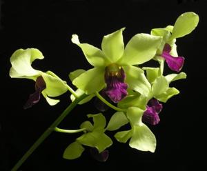 Dendrobium Kouchi's Pride