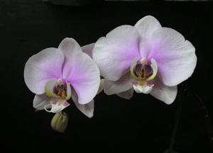 Phalaenopsis Chambord