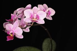 Phalaenopsis Ho's Little Caroline