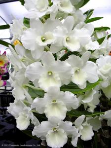 Dendrobium Snow Princess