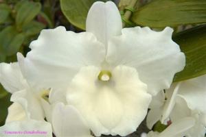 Dendrobium Snow Princess