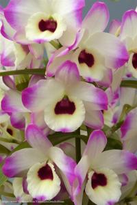 Dendrobium To My Kids