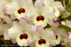 Dendrobium To My Kids