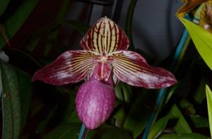 Paphiopedilum Gloria Naugle