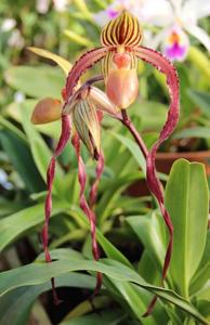 Paphiopedilum Michael Koopowitz