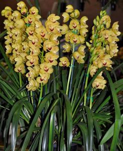 Cymbidium Tonto's Target