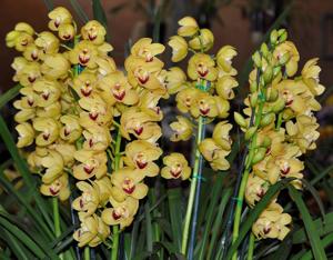 Cymbidium Tonto's Target