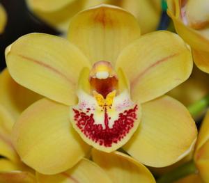 Cymbidium Tonto's Target