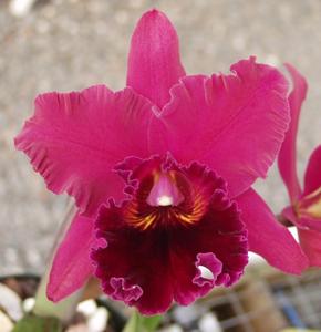 Rhyncholaeliocattleya Ryo Iwata