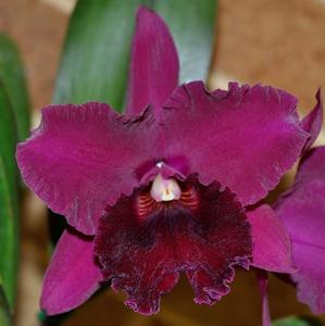 Rhyncholaeliocattleya Burdekin Storm