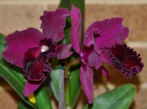 Rhyncholaeliocattleya Burdekin Storm