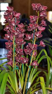 Cymbidium Waringah Winter