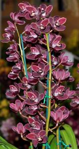 Cymbidium Waringah Winter