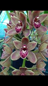 Cymbidium Doctor Len