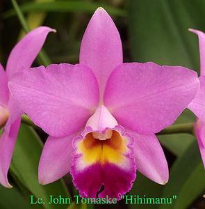 Laeliocattleya John Tomaske