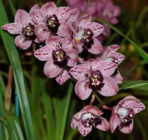 Cymbidium Rocky Creek