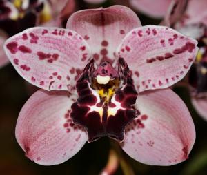 Cymbidium Rocky Creek