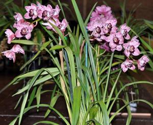 Cymbidium Rocky Creek