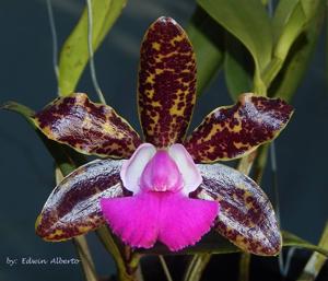 Cattleya Korat Spots