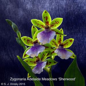 Zygoneria Adelaide Meadows