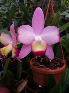 Cattleya Cherry Bee