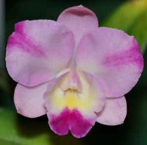 Cattleya Cherry Bee