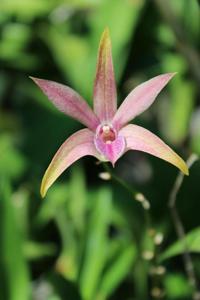 Dendrobium Lustrous