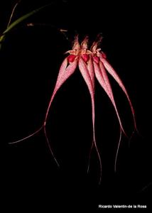 Bulbophyllum Lovely Elizabeth