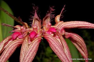 Bulbophyllum Lovely Elizabeth