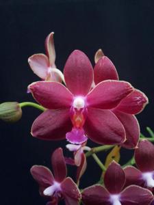 Phalaenopsis Taisuco Dalin