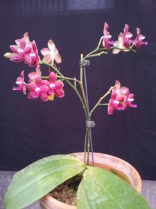 Phalaenopsis Taisuco Dalin