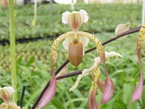 Paphiopedilum Mount Low