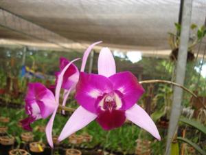 Laeliocattleya Carrie Johnson